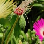 Dorotheanthus bellidiformis Flor