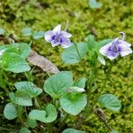 Viola rostrata Habitatea