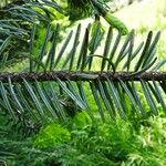 Abies alba Leaf