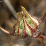 Eremalche parryi Fruit