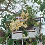 Moringa oleifera 花
