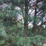 Pinus koraiensis 形態