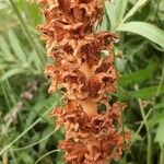 Orobanche elatior Floare