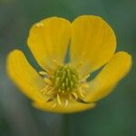 Ranunculus tuberosus Flor