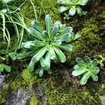 Saxifraga mutata Hostoa