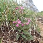 Pedicularis gyroflexa Habit