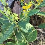 Crotalaria mitchellii Облик