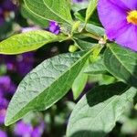 Lycianthes rantonnetii Likasa