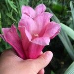 Tecomanthe dendrophila 花