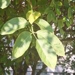 Sambucus canadensisFeuille