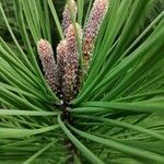 Pinus pinaster Fruchs