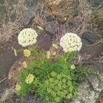 Conium maculatum Kwiat