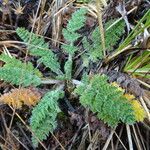 Chaerophyllum andicola Ліст