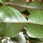 Citrus hystrix Leaf