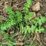 Sisymbrium officinaleBlad