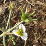 Damasonium polyspermum Muu