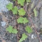 Rubus setchuenensis Leaf