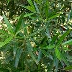 Podocarpus elatus Lehti