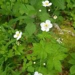 Ranunculus platanifolius 花