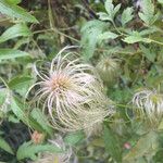 Clematis tangutica Blatt