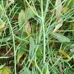 Brassica napus Φύλλο