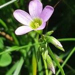 Oxalis latifolia 花