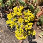 Petrosedum rupestreKvět