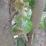 Pterospermum acerifolium Hoja