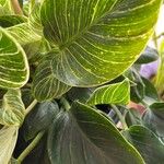 Calathea sanderiana Hoja