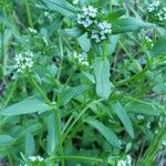 Valeriana woodsiana Květ