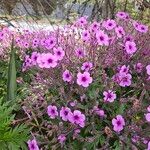 Geranium maderenseFlower