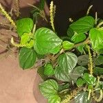 Peperomia pellucidaVirág