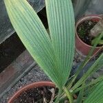 Asplundia insignis Blatt