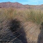 Juncus acutus Habitus