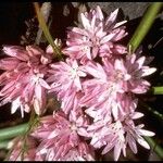Allium cratericola Blüte