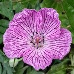 Geranium subargenteum പുഷ്പം