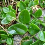 Mesembryanthemum cordifolium Blatt