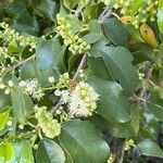 Prunus ilicifolia Blomst