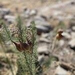 Asclepias linaria Плод