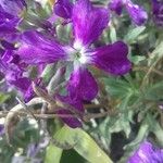 Matthiola incana Flor