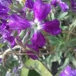 Matthiola incana Flower