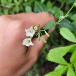 Commicarpus plumbagineus Flor