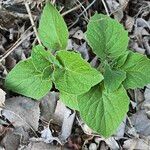 Physalis heterophylla Foglia