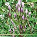 Gentianella rhaetica