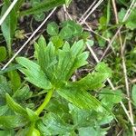 Ranunculus montanus Fuelha