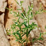 Heliotropium strigosum Flower