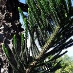 Araucaria columnaris Foglia