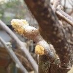 Actinidia chinensis Blad