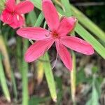 Hesperantha coccinea 花