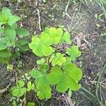 Oxalis fontana Leaf